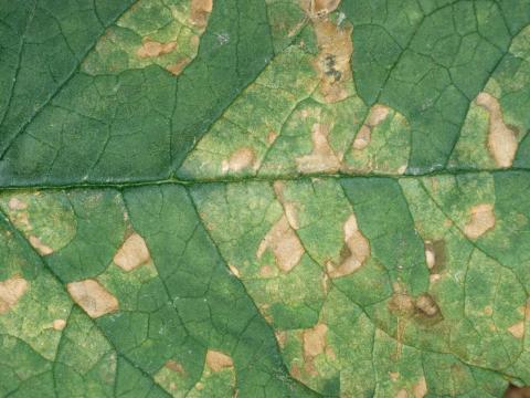 Arbres aux papillons - Mildiou (Peronospora sp.)