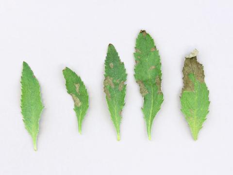 Arbres aux papillons - Mildiou (Peronospora sp.)