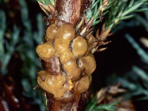 Genévriers - Rouille (Gymnosporangium sp.)