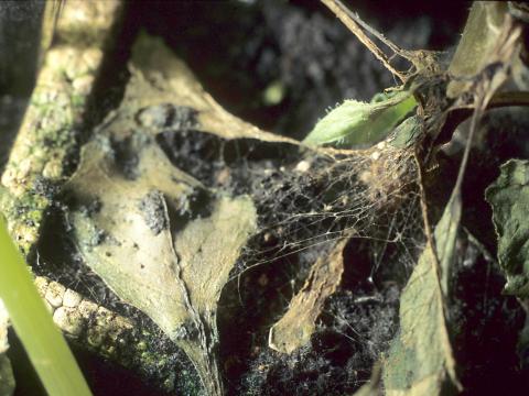 Dahlias - Rhizoctonia aérien (Rhizoctonia solani)