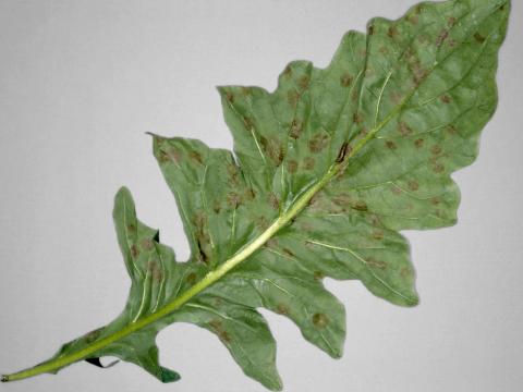 Gerbéras - Blanc (Oidium cichoracearum)