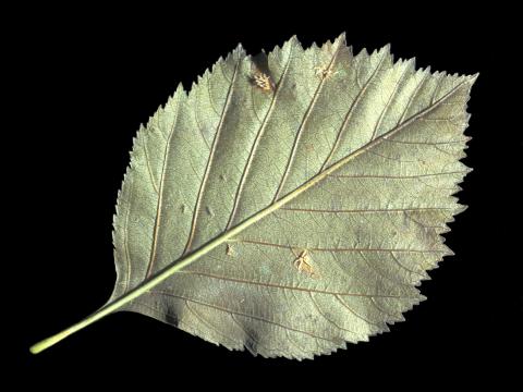 Aubépines - Rouille (Gymnosporangium globosum