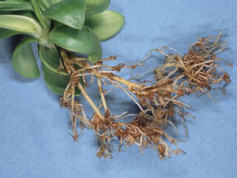 Lisianthus - Pourriture des racines (Pythium spp.)