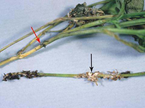 Lobélies - Pourriture sclérotique (Sclerotinia sclerotiorum)