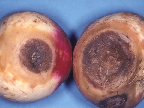 Rutabaga - Rhizoctone commun (Rhizoctonia solani)