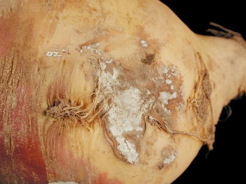 Rutabaga - Rhizoctone (Rhizoctonia carotae)