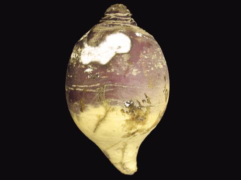 Rutabaga - Rhizoctone (Rhizoctonia carotae)