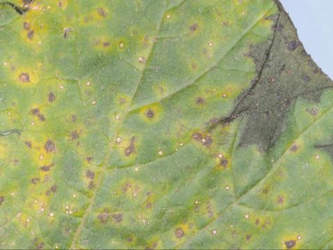 Courges - Tache septorienne (Septoria cucurbitacearum)