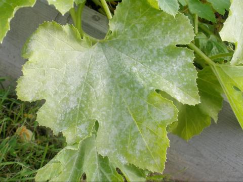 Courges - Blanc (Podosphaera xanthii)