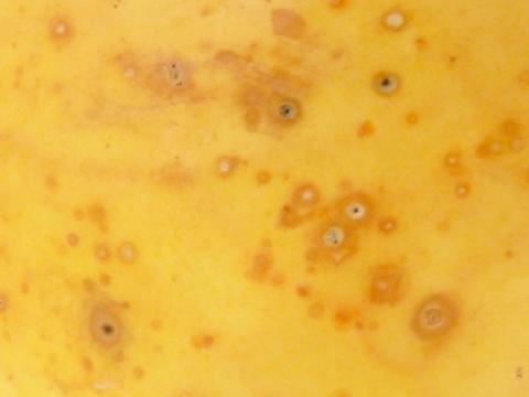 Courges - Anthracnose (Colletotrichum orbiculare)