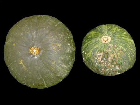 Courges - Anthracnose (Colletotrichum orbiculare)