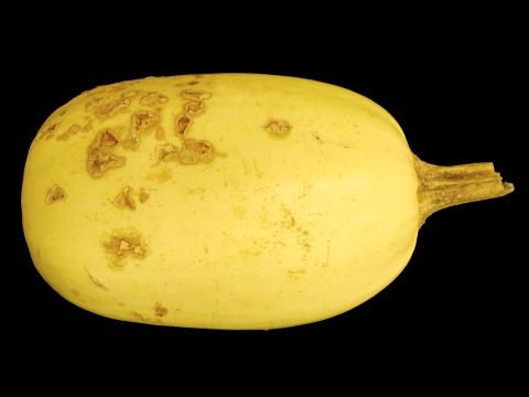 Courges - Pourriture fusarienne (Fusarium equiseti)