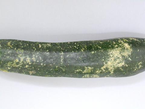 Courges - Tache plectosporienne (Plectosphaerella cucumerina)