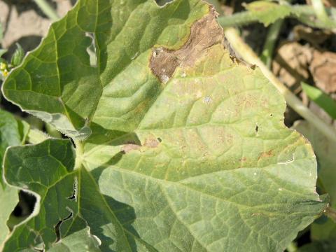 Melons - Fusariose vasculaire (Fusarium oxysporum)_4