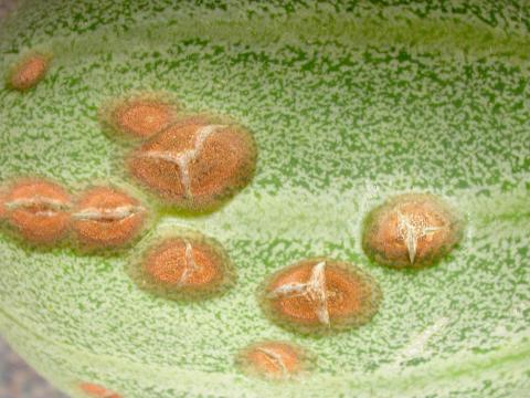 Melon d'eau - Anthracnose (Colletotrichum orbiculare)