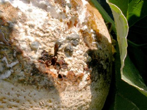 Melons - Pourriture sclérotique (Sclerotinia sclerotiorum)_1