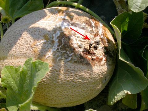 Melons - Pourriture sclérotique (Sclerotinia sclerotiorum)_2