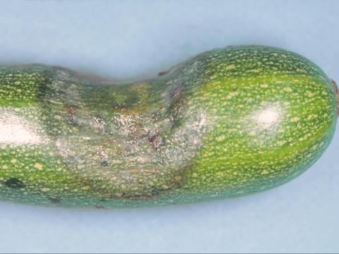 Courges - Dépérissement phytophthoréen (Phytophthora capsici)