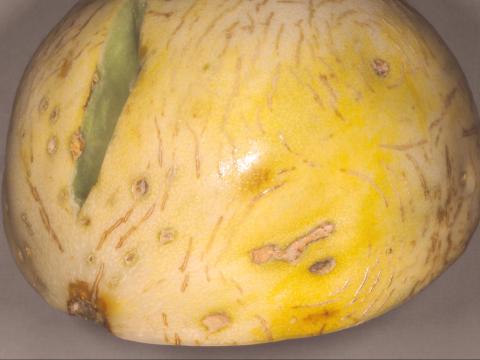 Melons - Gale (Cladosporium cucumerinum)_1