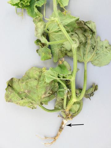 Concombre - Pourriture des racines et du collet (Phytophthora capsici)