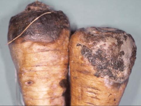 Panais - Phoma du panais (Calophoma complanata)