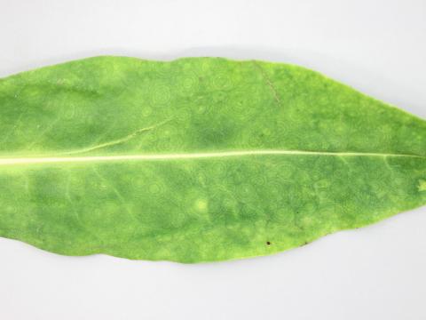 Stokésie - Virus de la maladie bronzée de la tomate (TSWV)