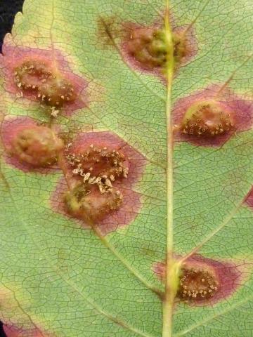 Pomme - Rouille (Gymnosporangium sp.)