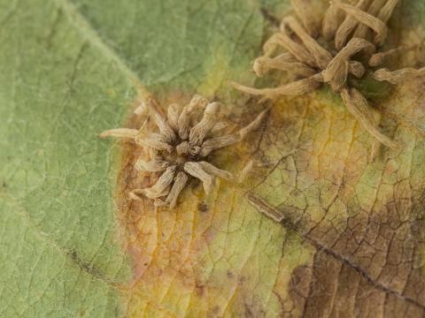 Pomme - Rouille (Gymnosporangium sp.)