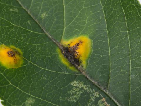 Pomme - Rouille (Gymnosporangium sp.)