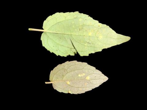 Peupliers - Rouille des feuilles (Melampsora medusae)