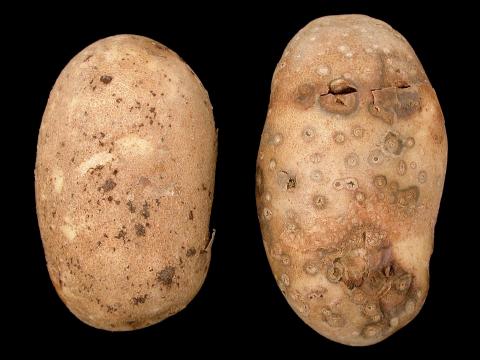 Pomme de terre - Rhizoctone brun (Rhizoctonia solani)