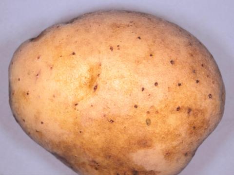 Pomme de terre - Rhizoctone brun (Rhizoctonia solani)