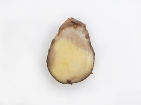 Pomme de terre - Pourriture caoutchouc (Geotrichum candidum)