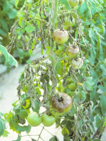 Tomate - Mildiou (Phytophthora infestans)