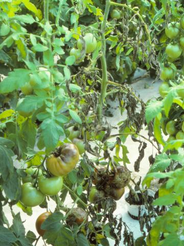 Tomate - Mildiou (Phytophthora infestans)