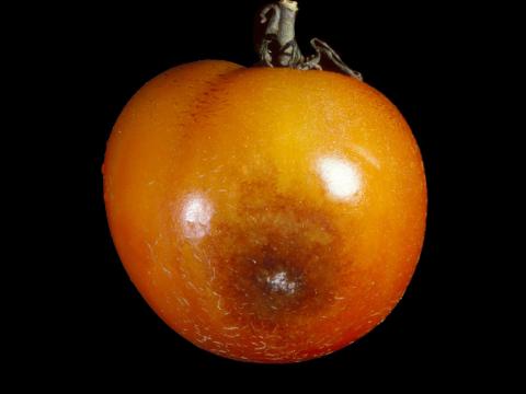 Tomate - Mildiou (Phytophthora infestans)