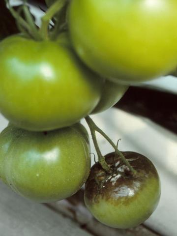 Tomate - Mildiou (Phytophthora infestans)