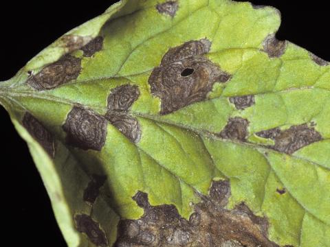 Tomate - Alternariose (Alternaria solani)