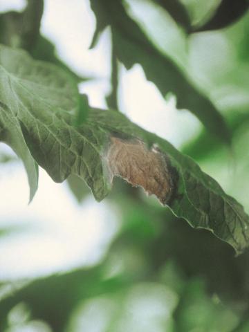 Tomate - Moisissure grise (Botrytis cinerea)_3