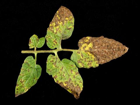 Tomate - Tache septorienne (Septoria lycopersici)