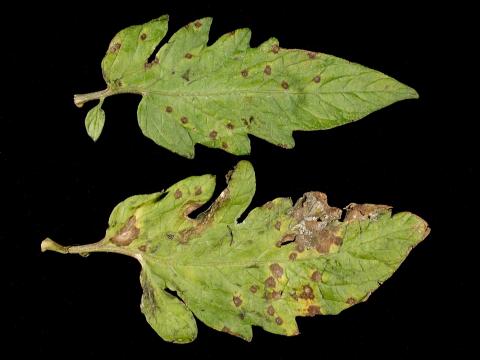 Tomate - Tache septorienne (Septoria lycopersici)