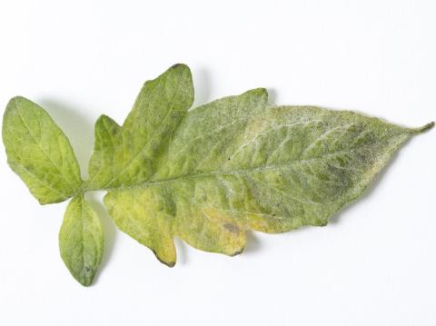 Tomate - Blanc (Erysiphe neolycopersici)