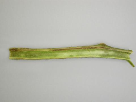 Tomate - Fusariose vasculaire (Fusarium oxysporum f. sp. lycopersici (FOL))