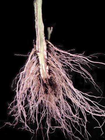 Tomate - Fusariose vasculaire (Fusarium oxysporum f. sp. lycopersici (FOL))