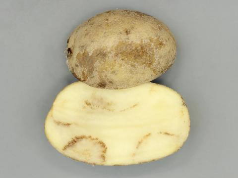 Pomme de terre - Virus du sommet touffu de la pomme de terre (PMTV)