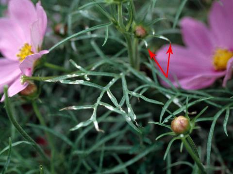 Cosmos - Blanc (Oidium cichoracearum)