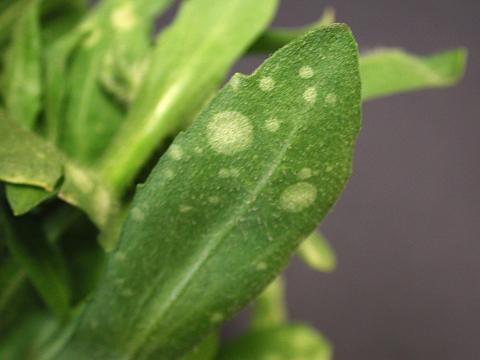 Gaillardes - Charbon blanc (Entyloma spp.)