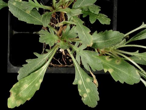 Gaillardes - Charbon blanc (Entyloma spp.)