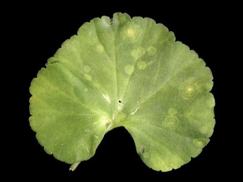 Géraniums - Rouille du pélargonium (Puccinia pelargonii-zonalis)_3