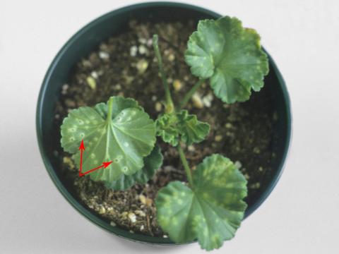 Géraniums - Rouille du pélargonium (Puccinia pelargonii-zonalis)_7